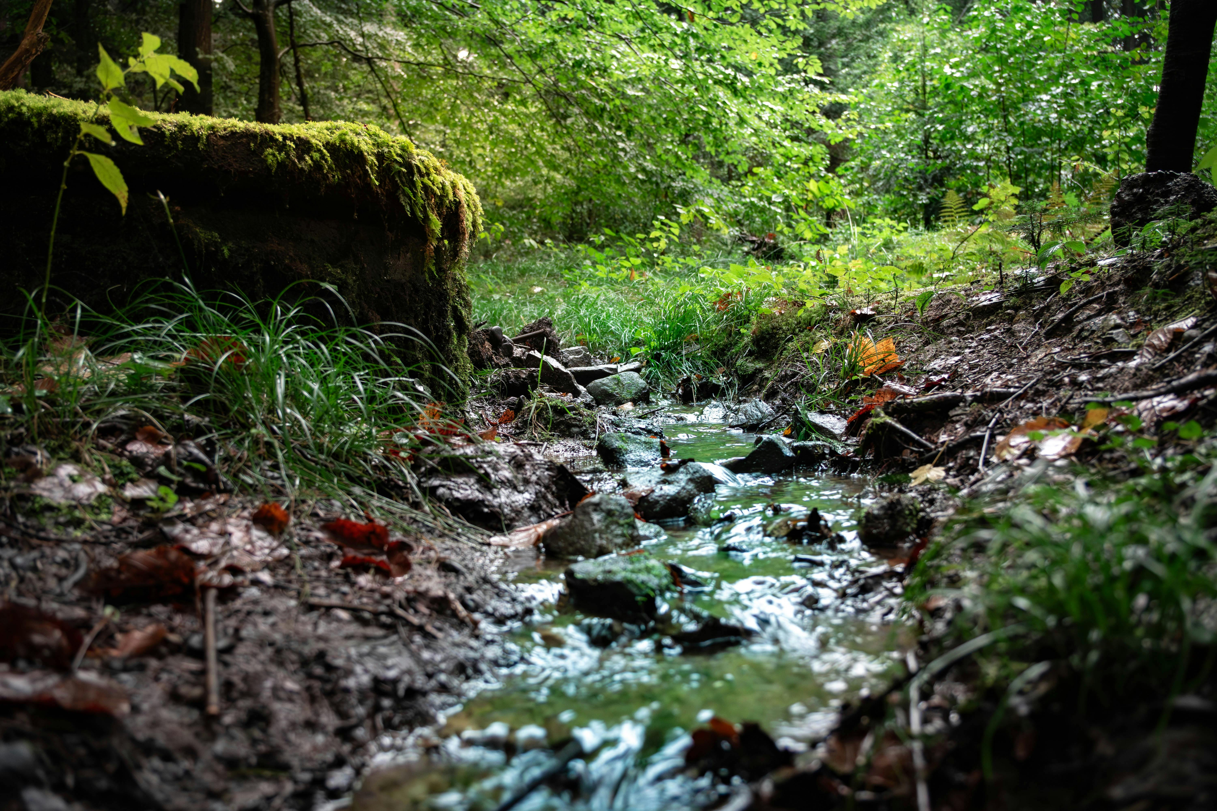 Lush green watershed and forest ecosystem